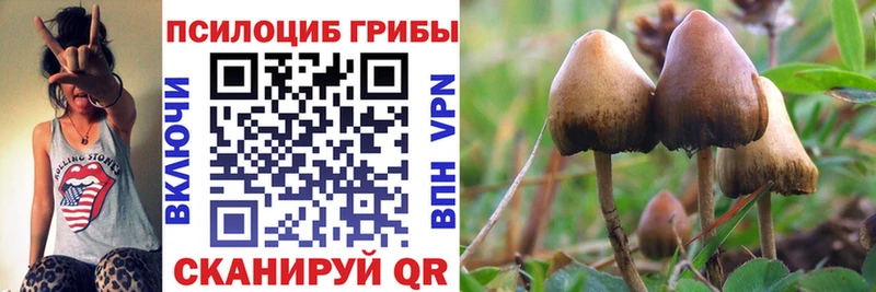 сколько стоит  блэк спрут вход  Псилоцибиновые грибы Cubensis  Красный Сулин 